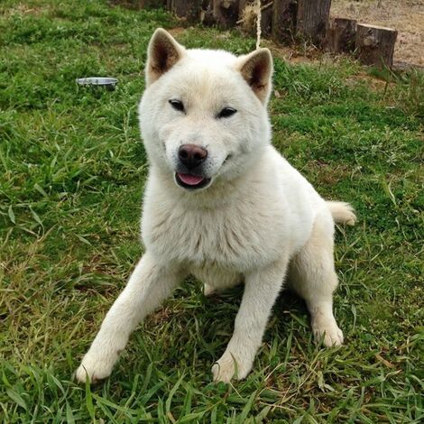 紀州犬