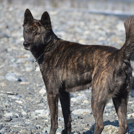 甲斐犬
