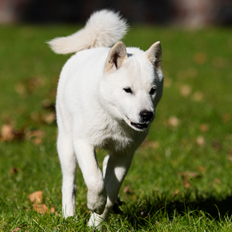 北海道犬